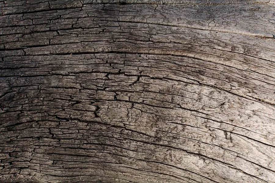 Bois grisé aux veines profondes